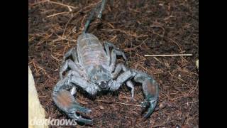 Bob Reed Pest Control Roswell NM 88203-2513