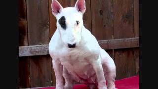 Kenandai Bull Terriers Maya, Usa