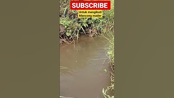 mancing ikan wader #mancing #mancingikanwader #mancingwader #ikanwader #viral #viralvideo #shorts