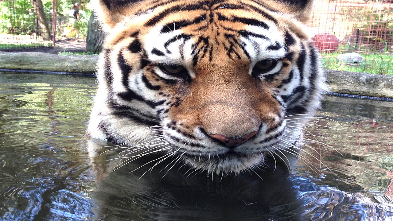 Teisha Tiger Takes Her First Dip In The Pool