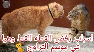 اسباب رفض القطه القط وهيا في موسم التزاوج 🐈