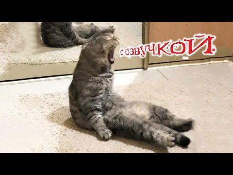 Видео: Приколы с котами! С ОЗВУЧКОЙ! -Самые СМЕШНЫЕ ЖИВОТНЫЕ! Смешные коты и собаки!