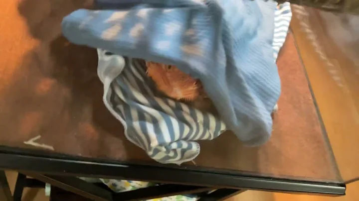 Puff and Cheeto waking up