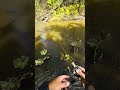 Форель напала на воблер duo s r 45s🎣 #youtubeshorts #shortvideo #shorts