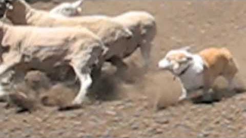He Shows Interest - Corgi Sheep Herding