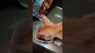 Si Mocy Suka Banget Makanan Ini cat kucing catlover catlove pecintakucing pecintahewan nice