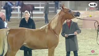 N.221 Kahraman Al Nader - Kuwait A.h. International Championship 2022 - Colts 2 Years Old Cl 4A