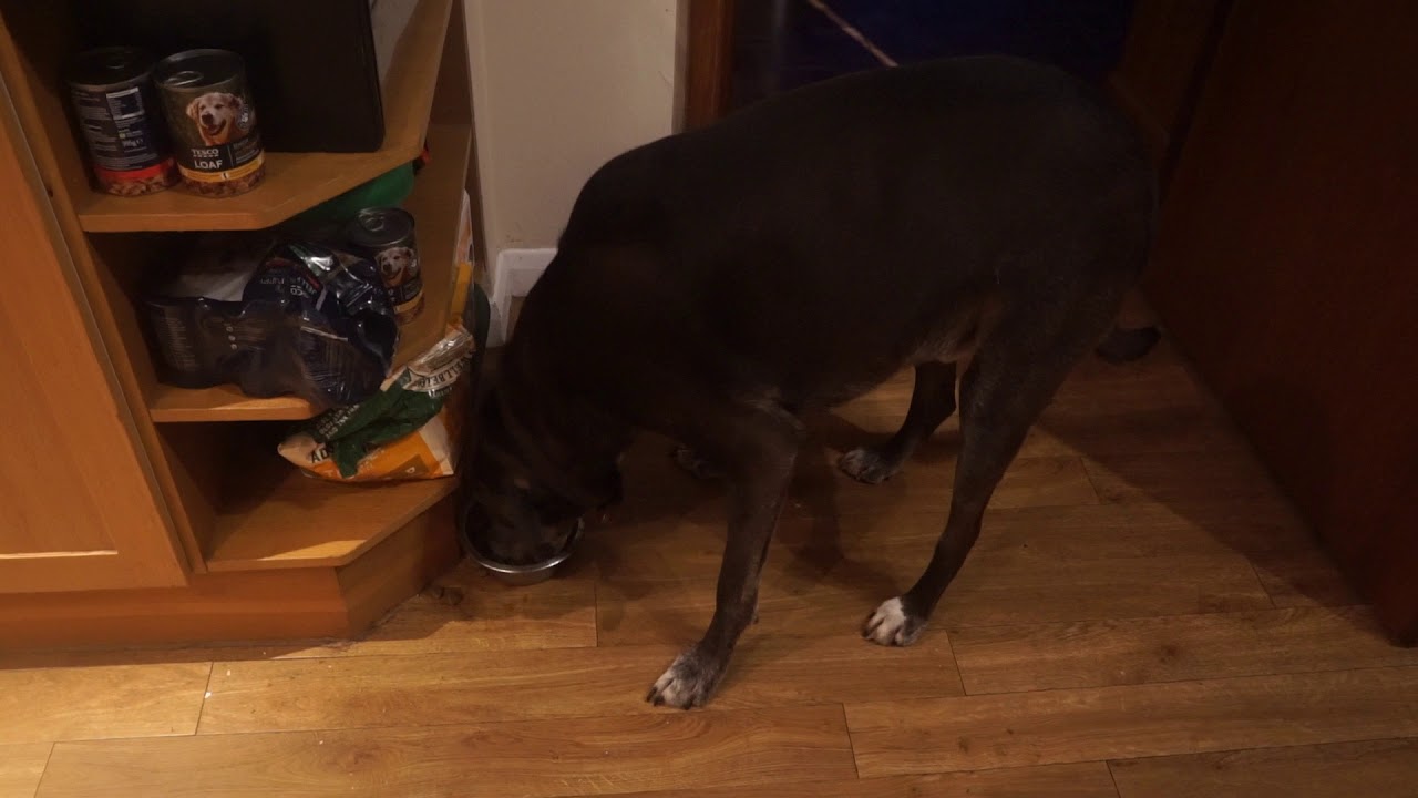 cooked a chicken broth soup with dog food croutons and a nice floating