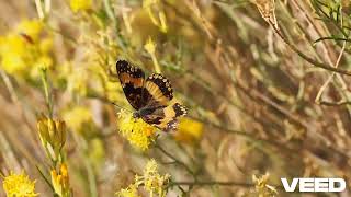 Naturu Alfa - World Of Wonder