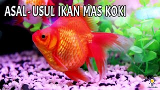 Sejarah dan Asal Usul Ikan Mas koki - Goldfish #aquarium #maskokiranchu #ikanhiasairtawar #ikanhias