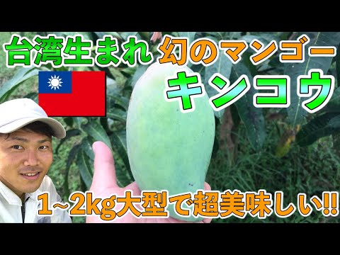 マンゴー品種シリーズ8】 味がギュッと濃縮されたキンコウ！レア品種