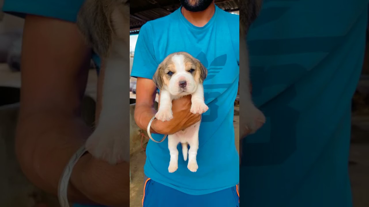 full heavy full marking beagle puppies are available for sale in delhi ncr 😊contact-8700439183