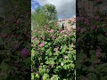 Сезон 🌹🌹🌹розпочався#троянди#моемісто#україна#черкаси#травень2026