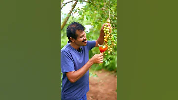 Spicy Gadiguda Challenge Can You Handle It 