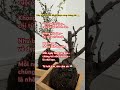 Nhạc trẻ hay nhất hiện nay, Ngày 478 🌿 | Bonsai Zen | Nhật Bản 🇯🇵