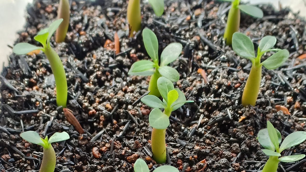Cara sukses semai biji adenium 