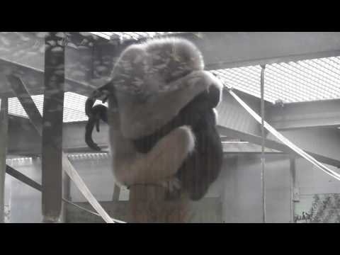 Twycross Zoo - Gibbons