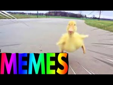 run-meme-compilation