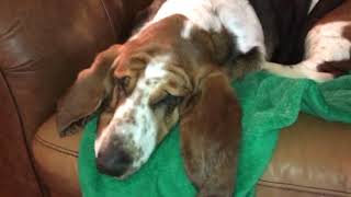 Introducing Barney the Basset