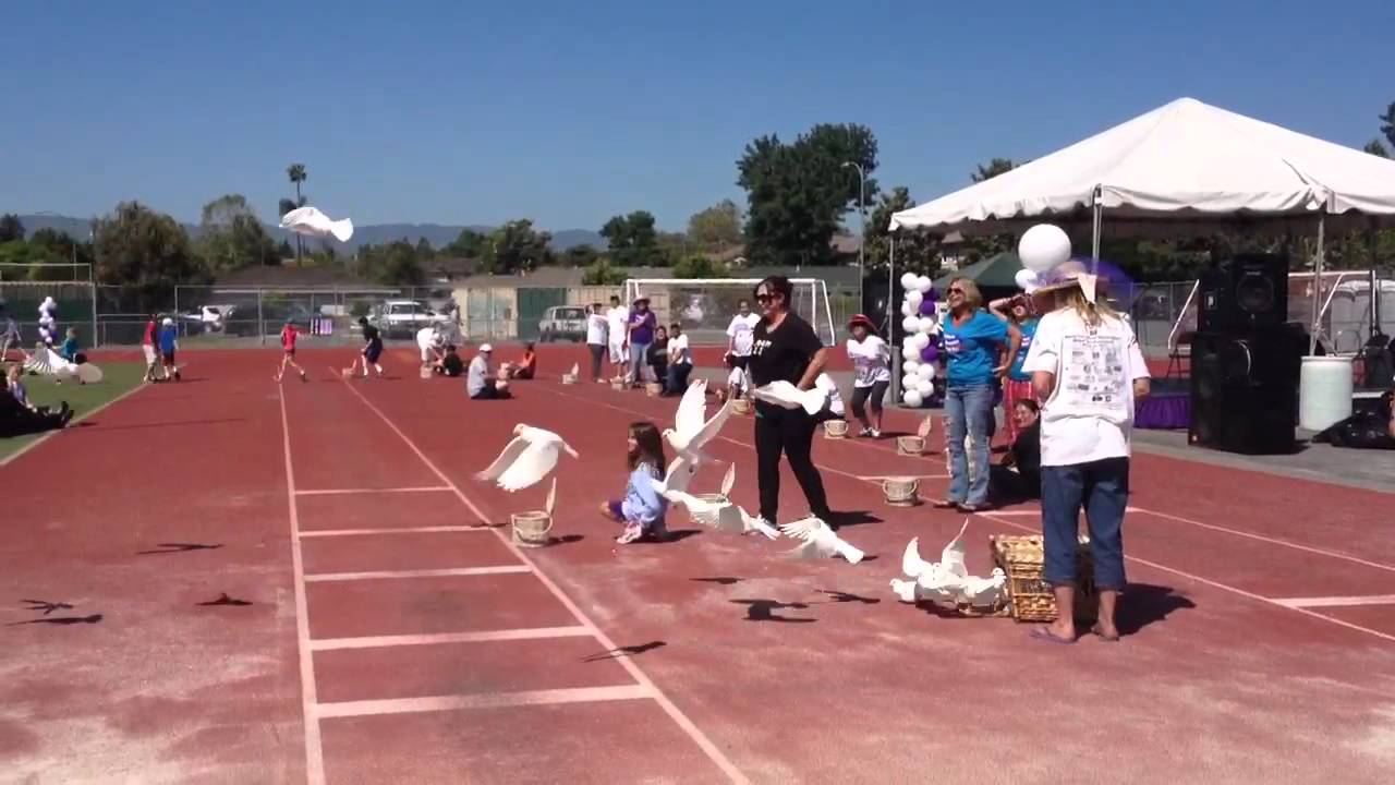 Relay for Life Dove Release by Bay Area Doves YouTube