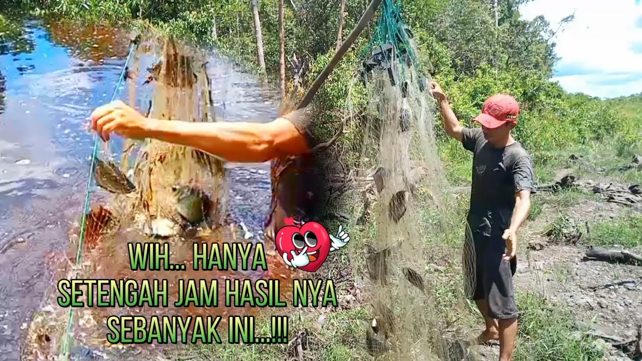 Cuman 30 menit.!!!Jaring di pasang hasilnya sebayak ini,ikan tembakang biawan