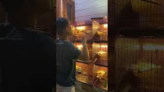 Check Fertility Canary Egg #breeding #breedingpair #kicaumania #canary #kenari