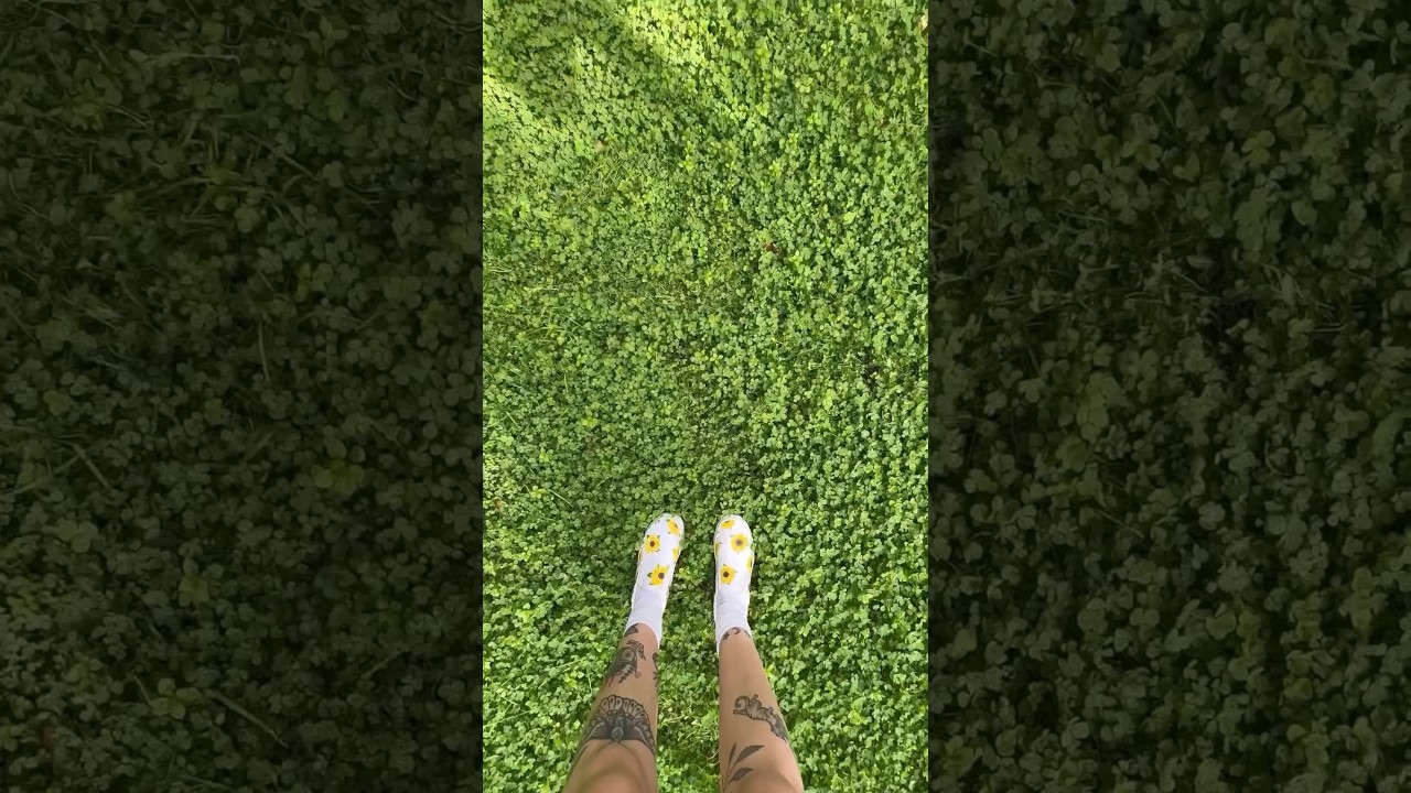 Клеверные газоны: модно или стоит того? ☘️🍀 #клевер #клеверныйгазон #газон #ландшафтный #сад #сде...