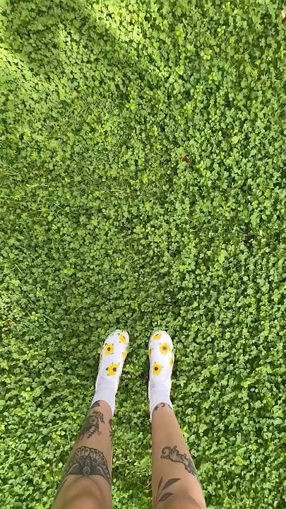 Clover lawns: trendy or worth it? ☘️🍀 #clover #cloverlawn #lawn #landscape #garden #diy #home #yard