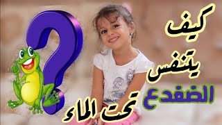 معلومه من ايلين الصغيره 🥰- كيف يتنفس الضفدع؟