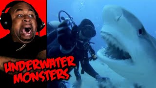 Giant Great White Shark Eaten By MONSTER Mystery Finally Solved Reaction!