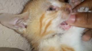 My Little Peanut Episode 2 Biting And Clawing Is For Fun