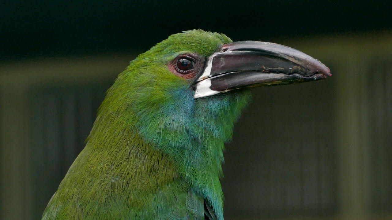 Crimson-rumped Toucanet 