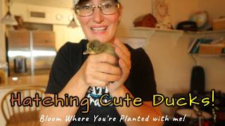 We have ducks on the homestead!