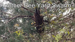 Swarm Shake In A Basket - The Basket Works Better