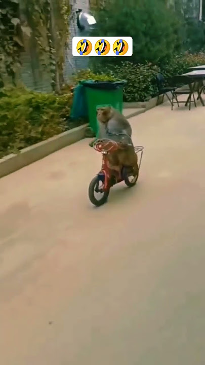 monyet lucu bawa sepeda ngakak🤣🤣 #shorts #monkey #monyet #hewanlucu #ngakak #animals