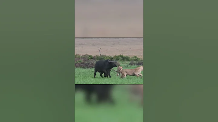 Bravery in Action – Buffalo Defends Calf Against Lions!