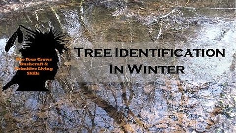 (Bushcraft Skills) Tree identification in Winter.