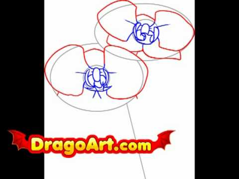 How to draw Orchids, step by step - YouTube