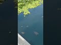 Turtle Lake