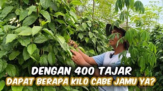 Calculation of the Harvest Yield of Jamu Chili with 400 Tajar