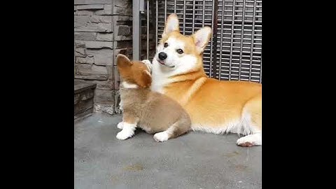 Funny Corgi Moment- Teaching a puppy to sit