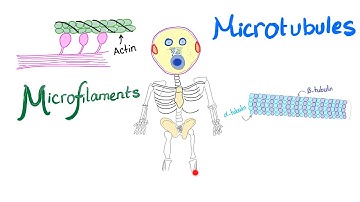 Microfilaments, Microtubules and Intermediate filaments - Cytoskeleton - Anatomy and Physiology