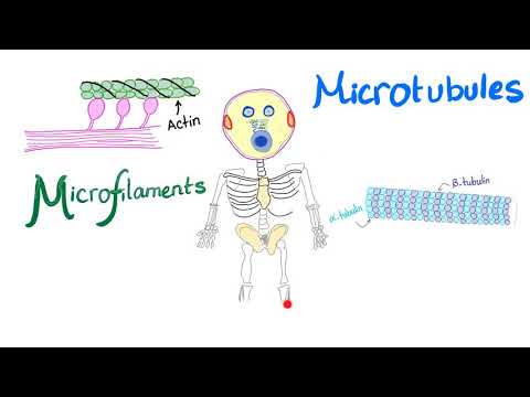 Microfilaments, Microtubules and Intermediate filaments