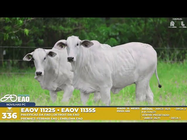 LOTE 336