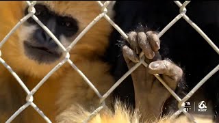 Gibbon Conservation Center planning move to Santa Margarita