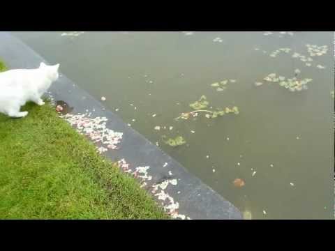 Deze kat weet hoe vis te vangen