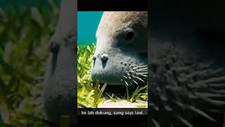 Fakta Unik Duyung: Sapi Laut yang Pemalu #shorts