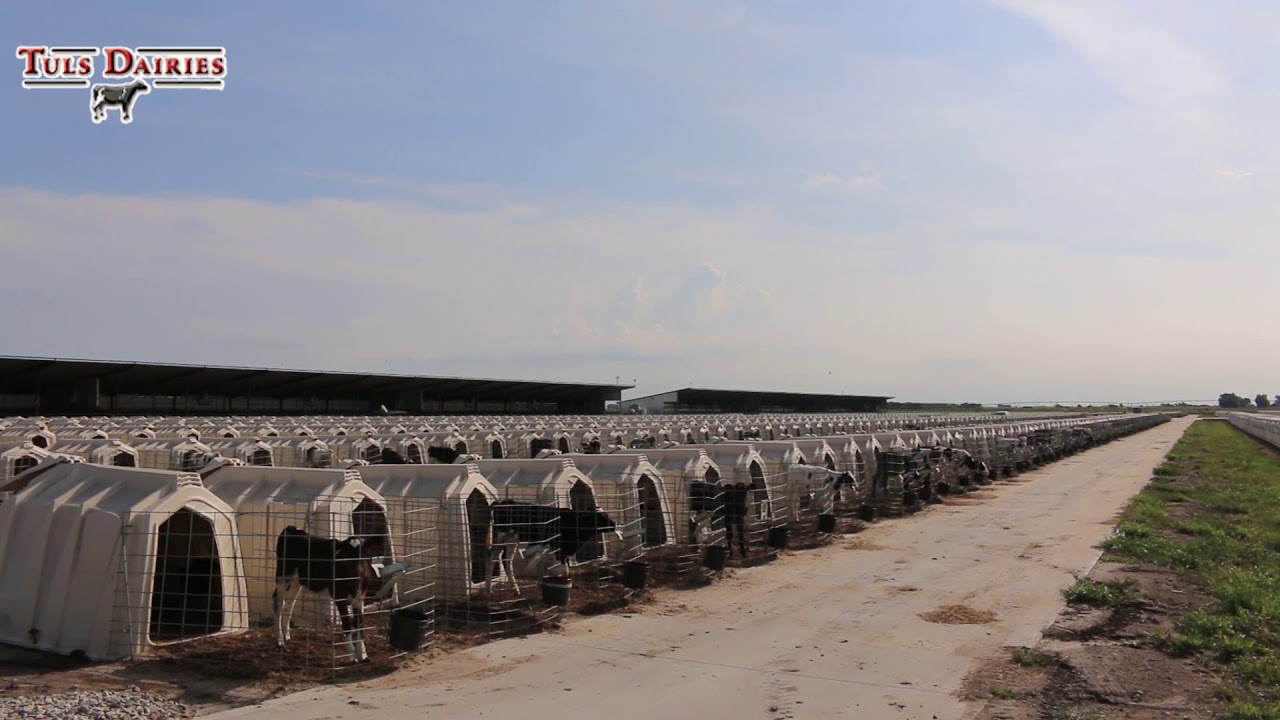 Tuls Dairies: Summit Calf Ranch, Nebraska - YouTube