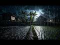 Midnight Rural Rainstorm ASMR with Heavy Rain Over Rice Fields Near Quiet Village Roads 822