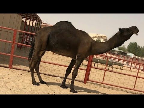 بعير مجهم للبيع على جميع الشروط للبيع التفاصيل تم البيع